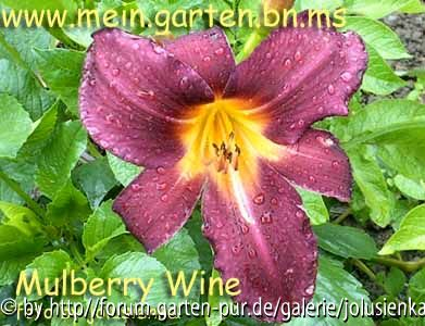 hemerocallis-mulberry wine