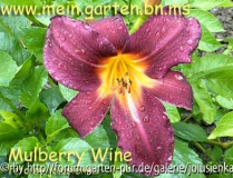 hemerocallis-mulberry wine