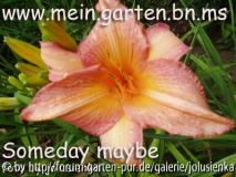 hemerocallis-someday maybe