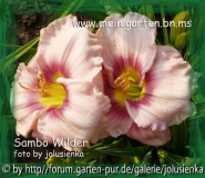 hemerocallis-sambo wilder