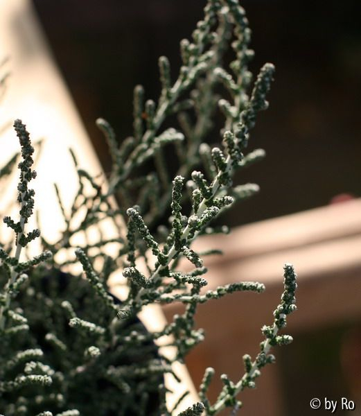 unbekanntes Sträuchlein