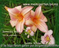 hemerocallis-someday maybe