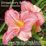 hemerocallis-strawberry rose