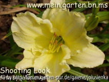 hemerocallis-shooting look