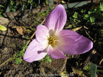 Herbstzeitlose MGP 111002.jpg