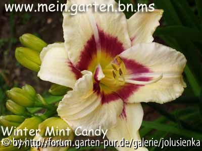 hemerocallis-winter mint candy