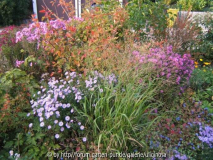 Asternvorgarten 4-10-11.JPG