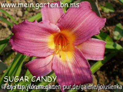 hemerocallis-suger candy