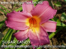 hemerocallis-suger candy