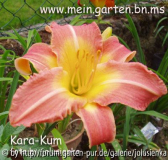hemerocallis-kara-kum