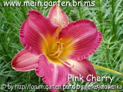hemerocallis-pink cherry