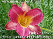 hemerocallis-pink cherry