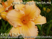 hemerocallis-artist etching