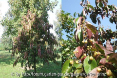 Euonymus grandiflorus (Arboretum Hooidonk)