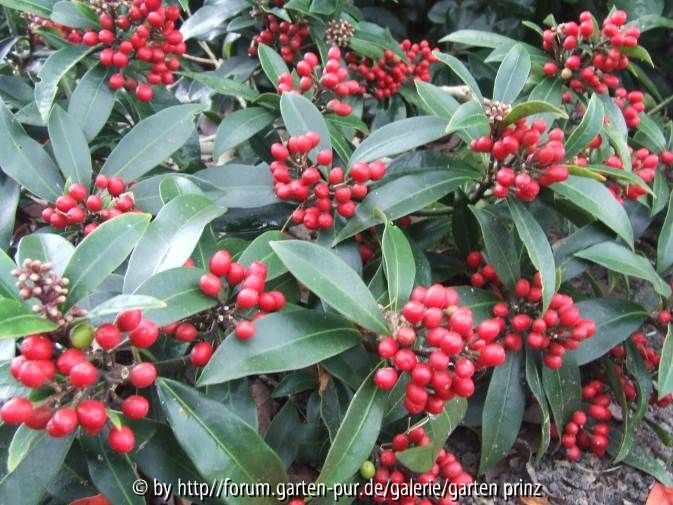 Skimmia japonica ssp. reevesiana (10/2011)
