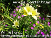 hemerocallis-white formal