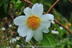 Camellia granthamiana 2011