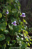 Efeublättriges Veilchen (Viola banksii)