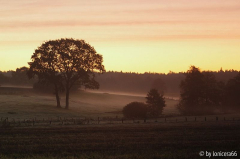 morgennebel