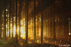 wald
