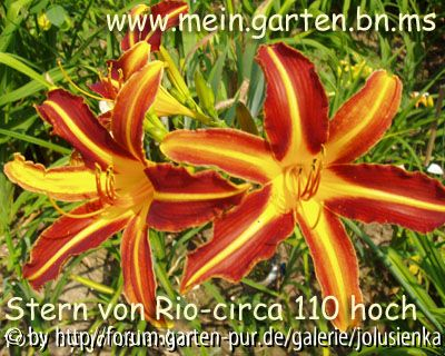 hemerocallis-stern von rio