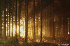 Wald2