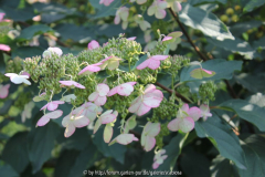 Hydrangea paniculata grandiflora