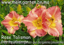 hemerocallis-rose talisman