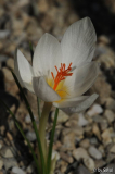 Crocus boryi ex Ochi 20111001 (1).jpg