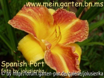 hemerocallis-spanish fort