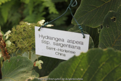 Hydr. asp. ssp. sarg. Herbst