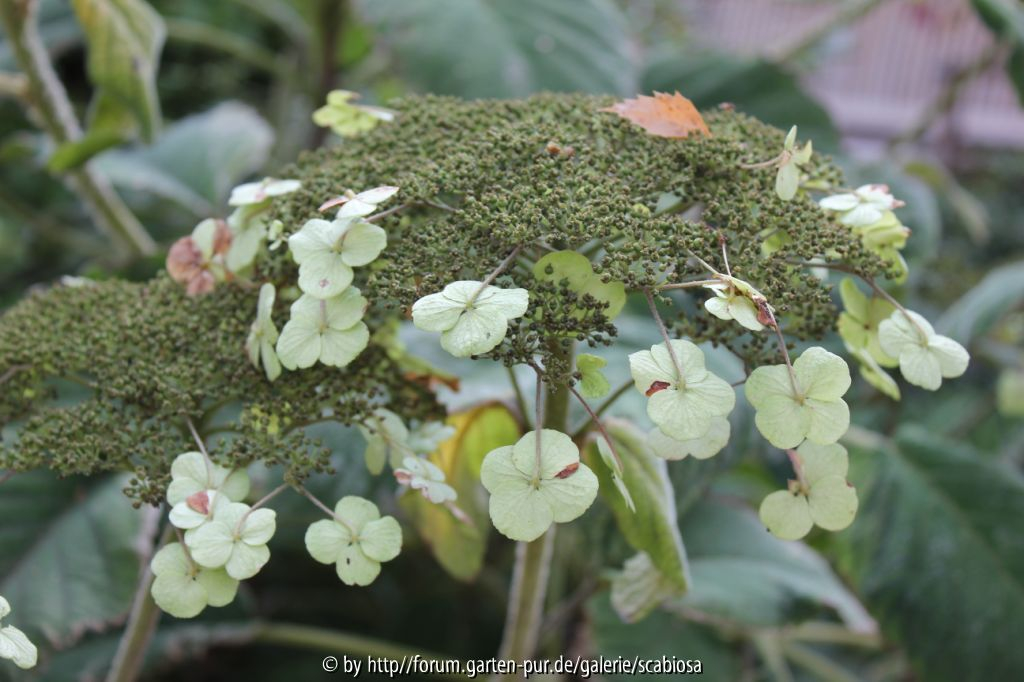 Hydr. asp. ssp. sarg. Blüte Herbst