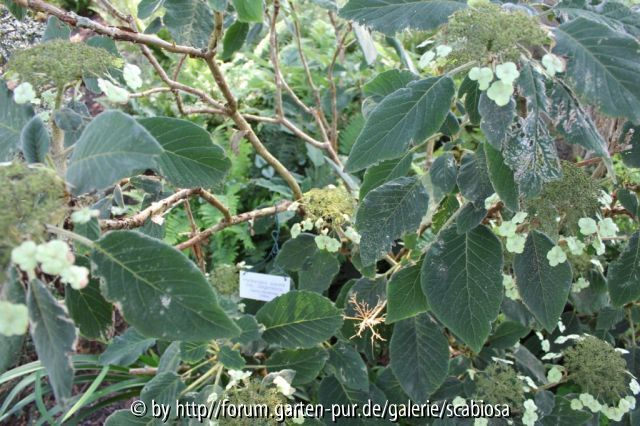 Hydr. asp. ssp. sarg. Herbst Habitus