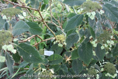 Hydr. asp. ssp. sarg. Herbst Habitus