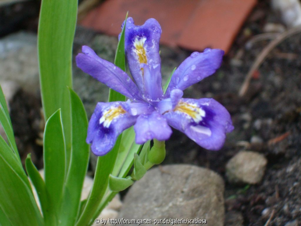Kamm-Iris, cristata