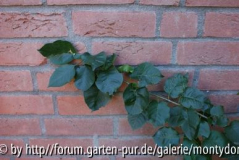 Unbekannter Baum-1
