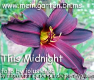 hemerocallis-this midnight