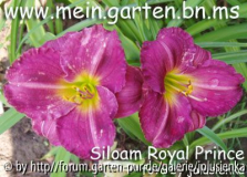 hemerocallis-siloam royal prince