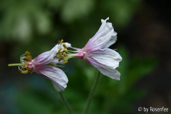 Geranium aristatum von tiarello
