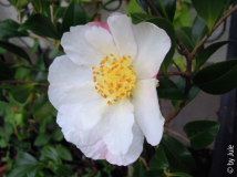 Apple Blossom 10_10.jpg