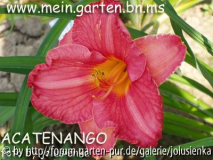 hemerocallis-acatenango
