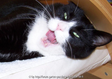 Tigerblick