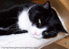 Sesselübungen für nette Kater