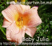 hemerocallis-baby julia