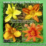 hemerocallis-4 mal ingelb-orange