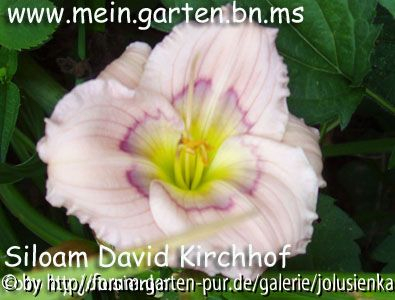 hemerocallis-siloam david kirchhoff