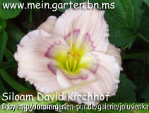 hemerocallis-siloam david kirchhoff