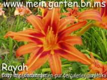 hemerocallis-rayah