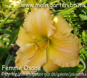 femme osage-hemerocallis