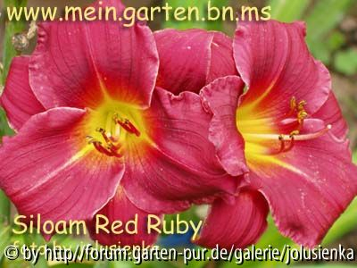 hemerocallis-siloam red ruby